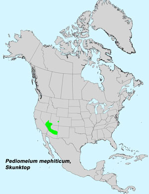 North America species range map for Skunktop, Pediomelum mephiticum: